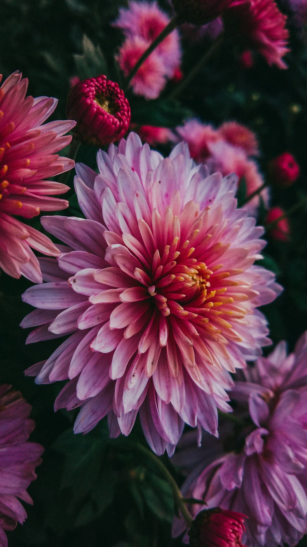 매크로 샷의 분홍색과 흰색 꽃