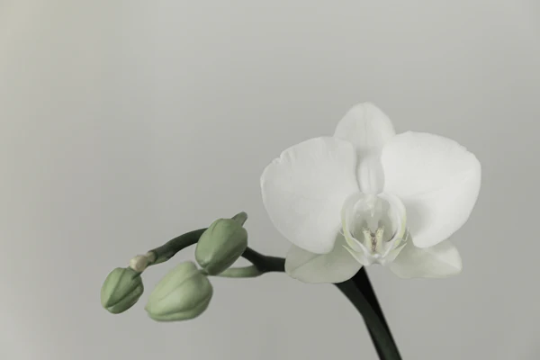 Arranjo floral (imagem ilustrativa)