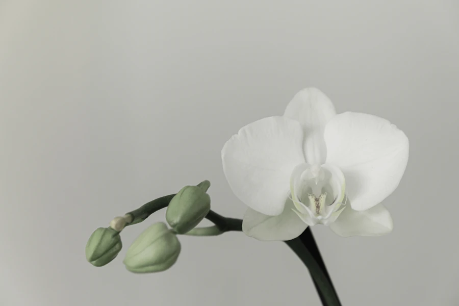 A single white orchid stem against a pale wall