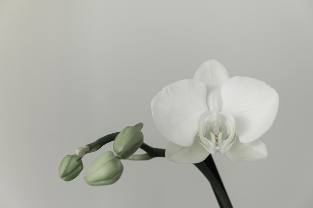 white moth orchids in bloom