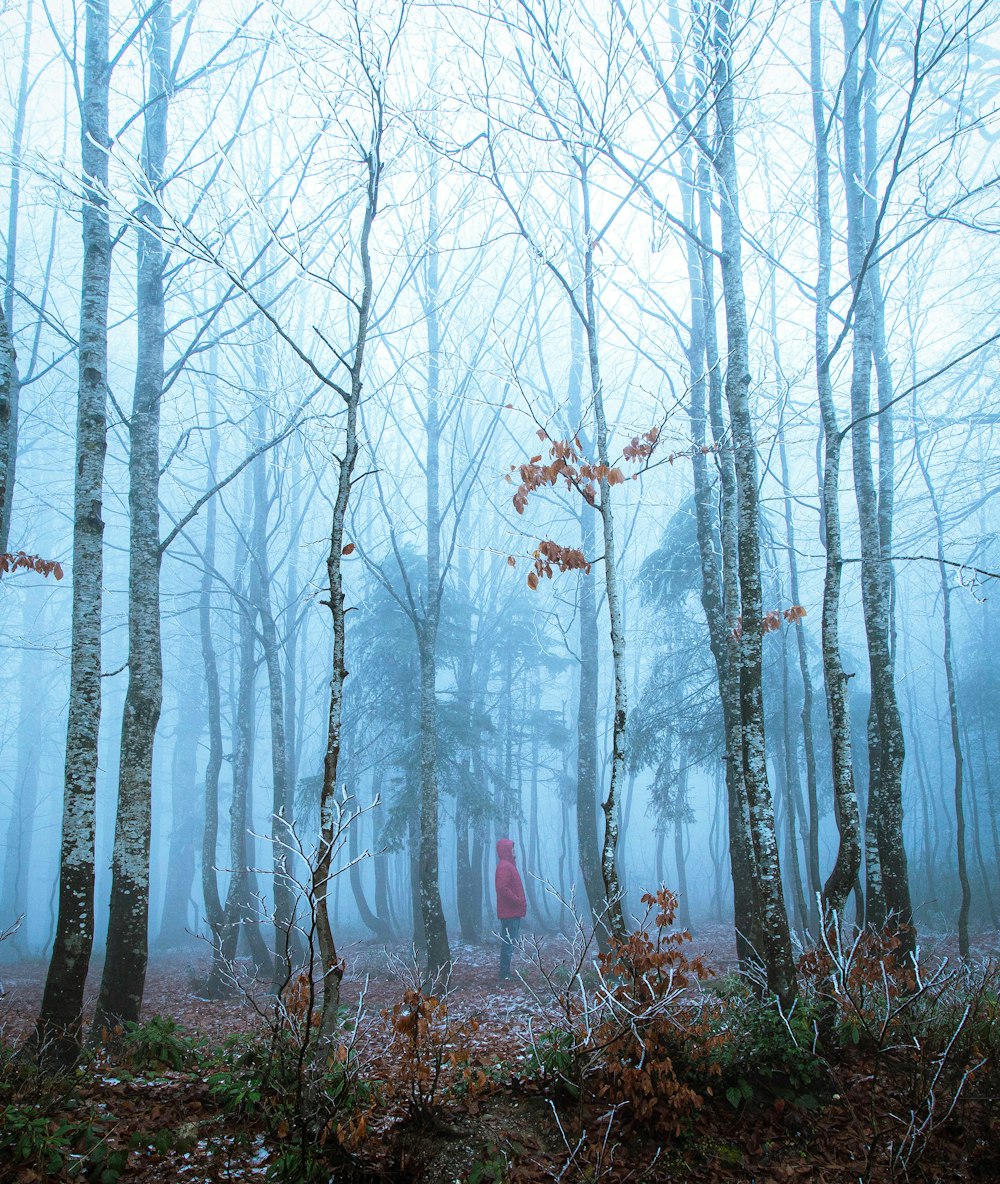 leafless trees covered with fog