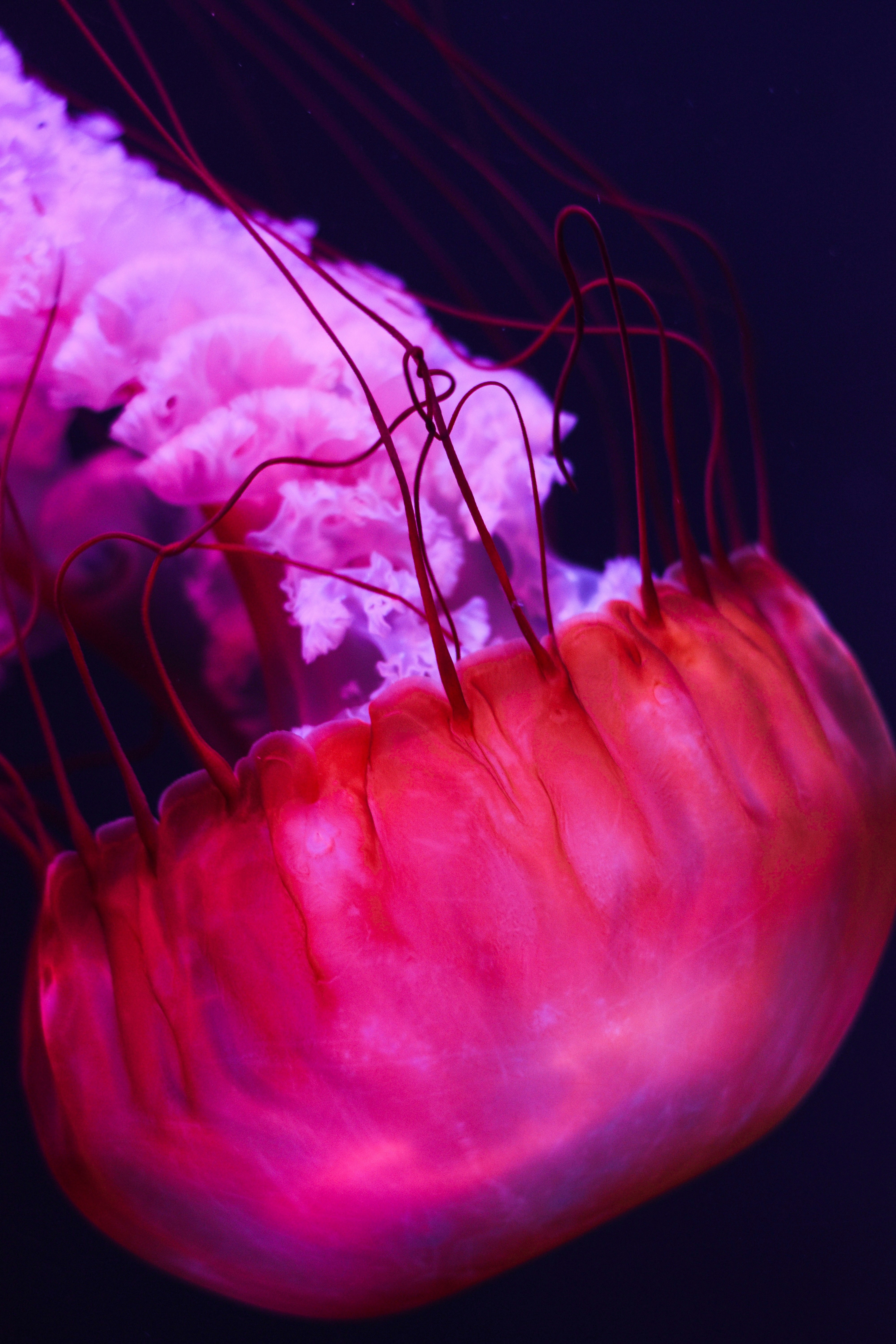 pink and white jellyfish in water