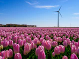 A vast field of pink tulips stretches across the foreground, with a backdrop of multiple wind turbines standing tall against a bright blue sky. The landscape is flat, and the horizon is lined with trees, adding a hint of greenery. The scene exudes a sense of tranquility and harmony between nature and technology.