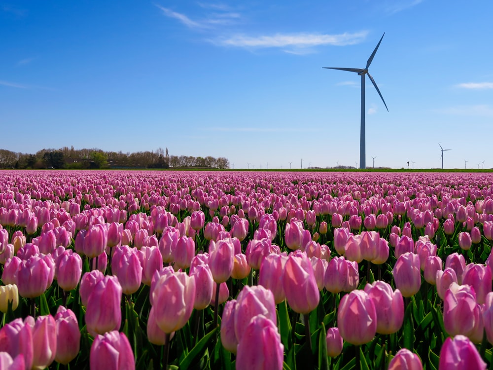 Campo de tulipanes púrpuras bajo el cielo azul durante el día