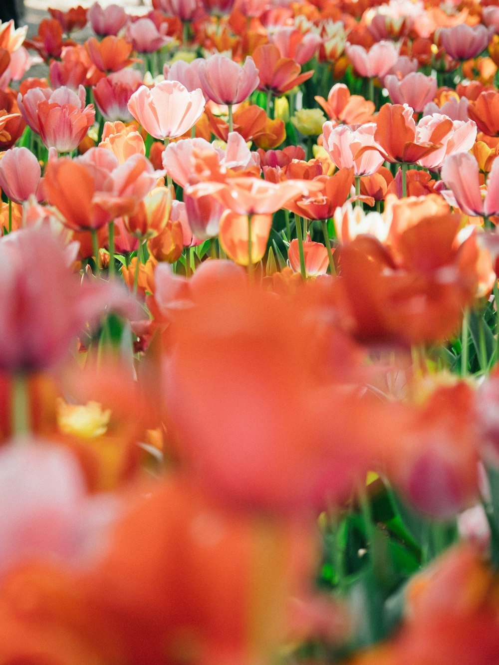 red and purple flower field during daytime