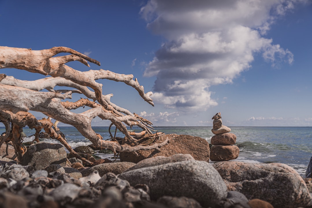 brown tree branch on gray rocky shore during daytime