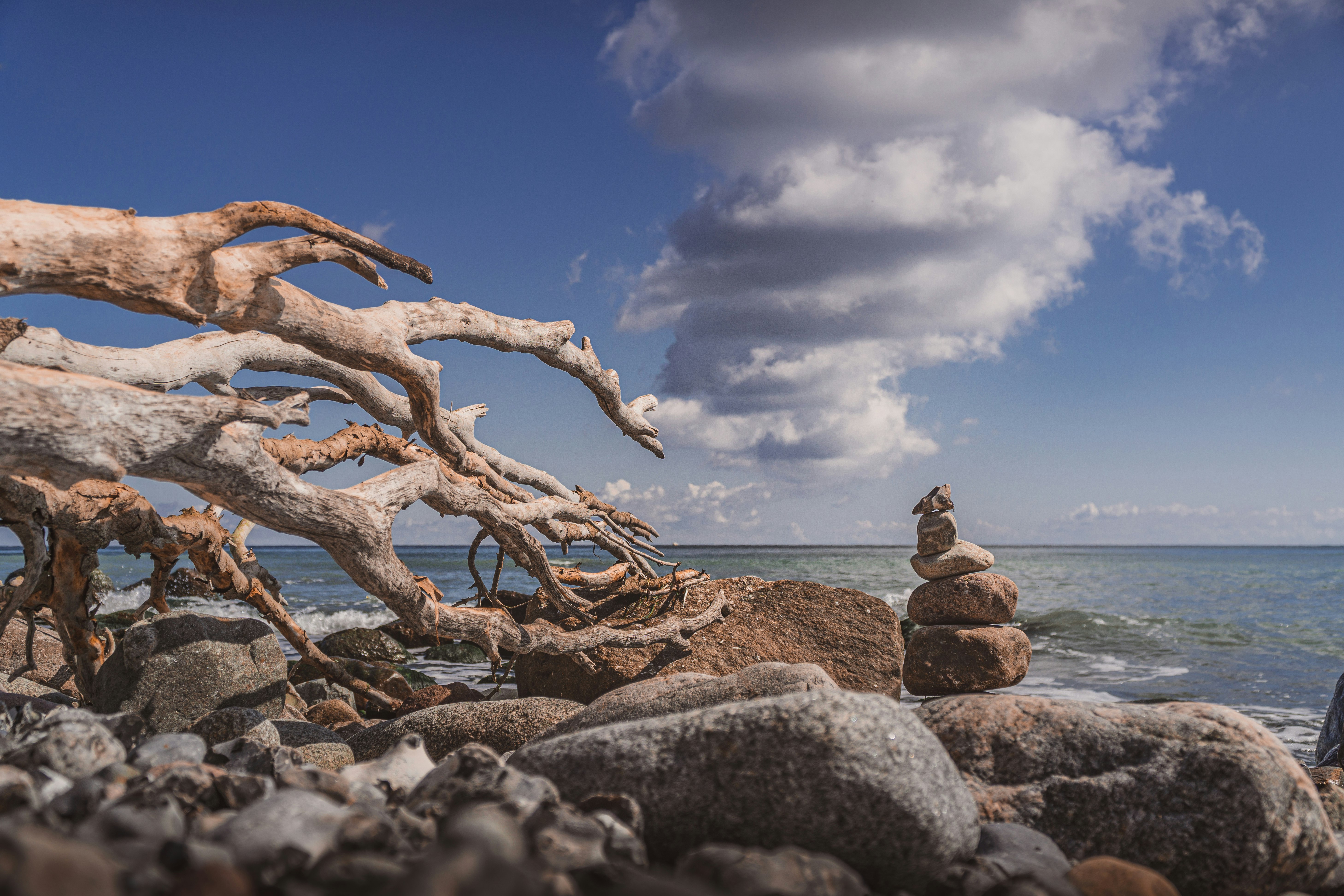 brown tree branch on gray rocky shore during daytime