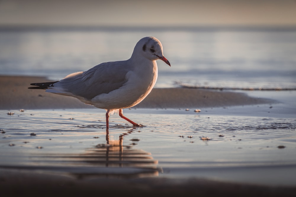 white bird on body of water during daytime