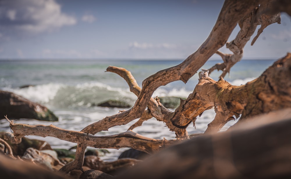 brown tree branch near body of water during daytime