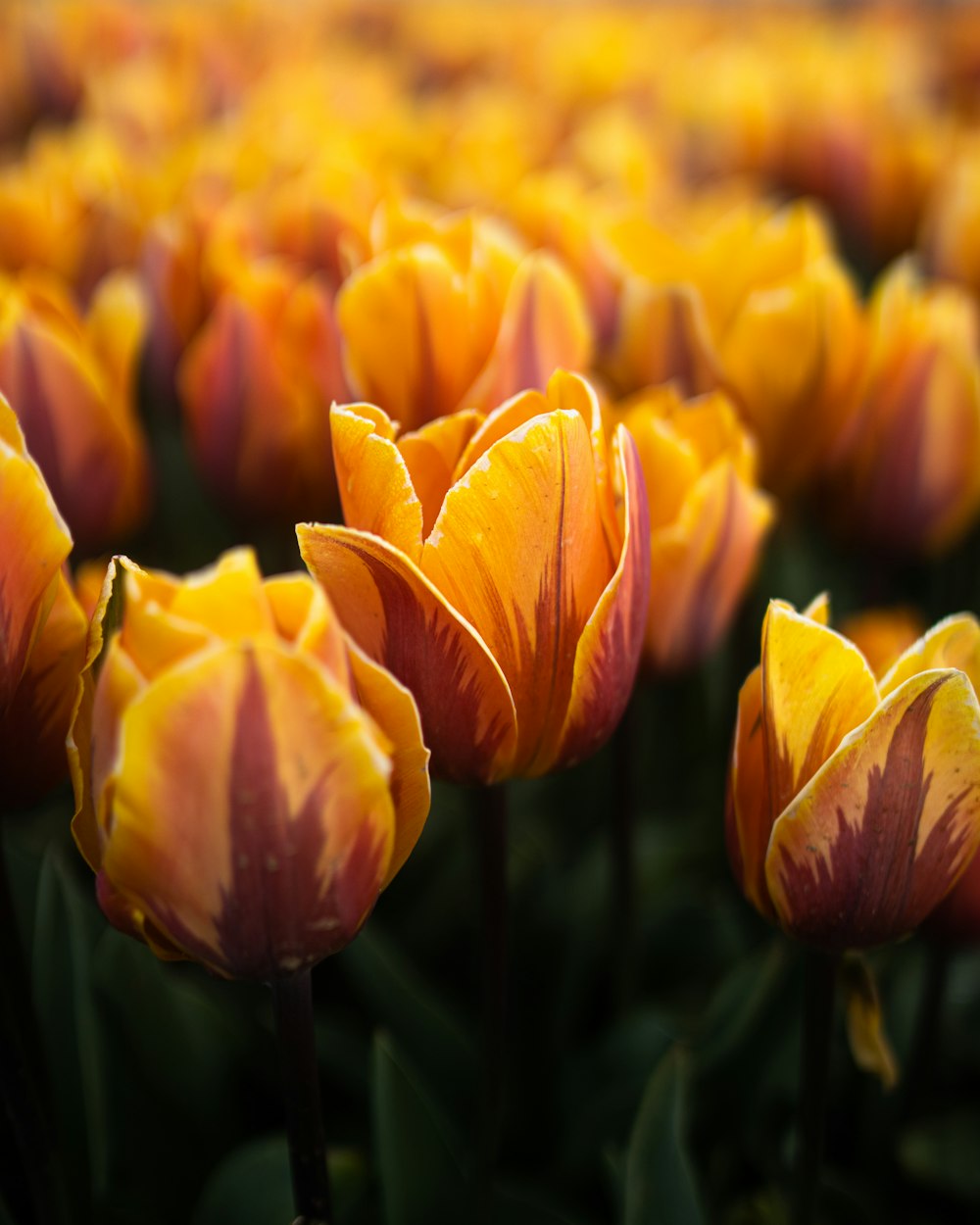 yellow and red tulips in bloom during daytime