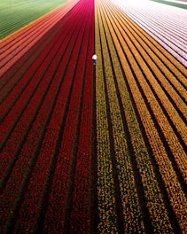 red and brown road during daytime