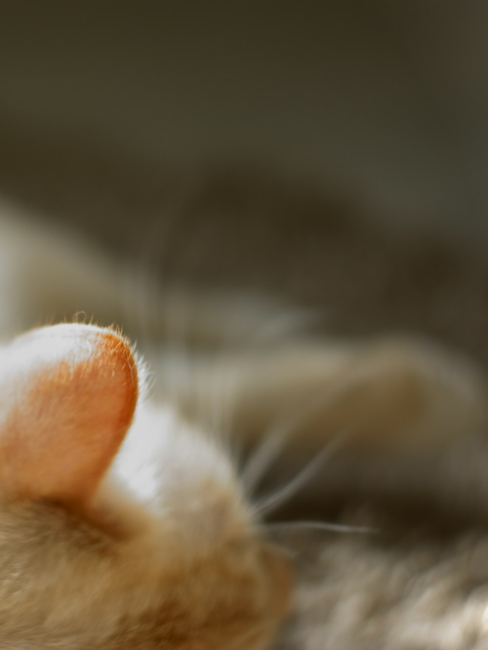 orange tabby cat lying on brown textile