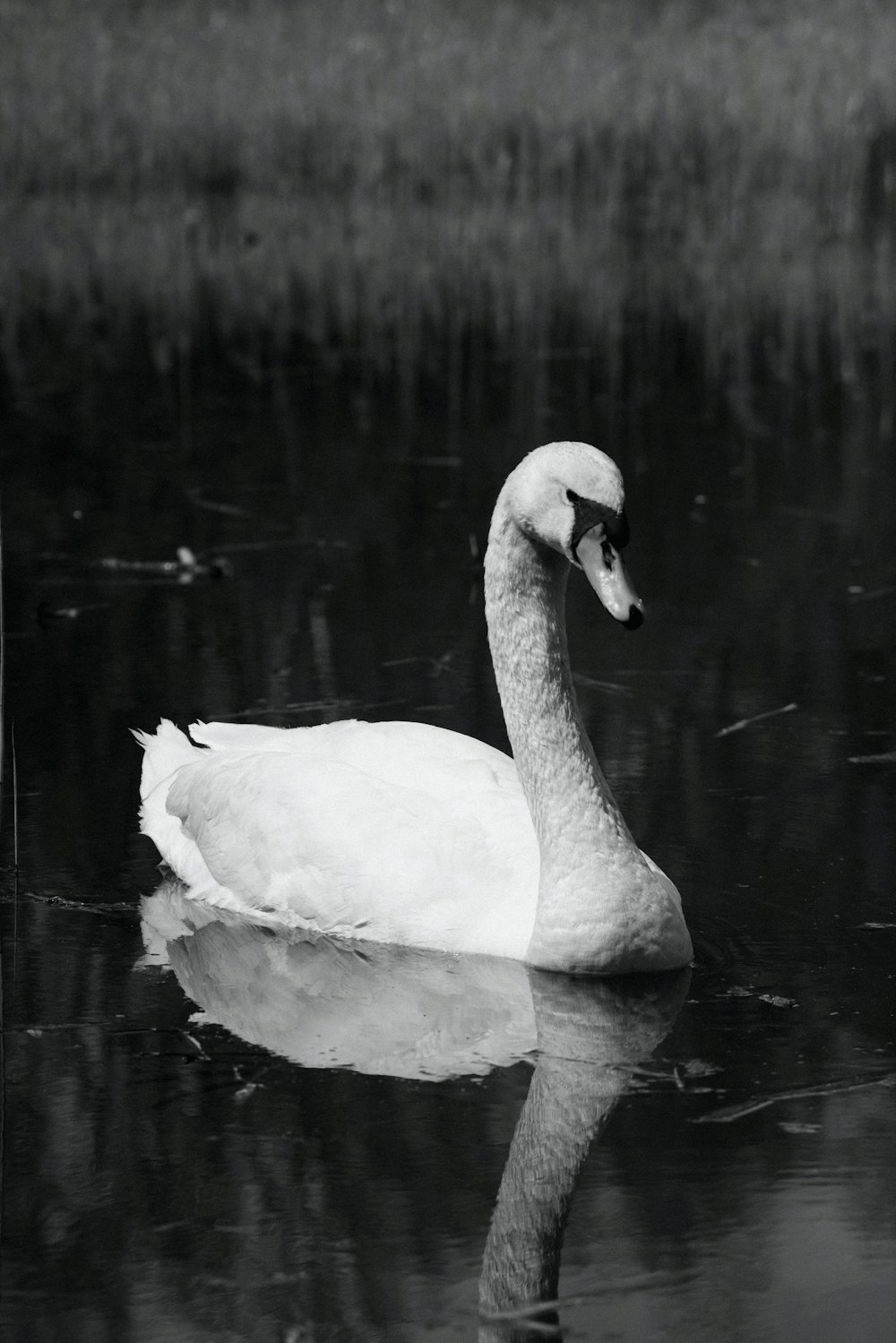 white swan on water during daytime