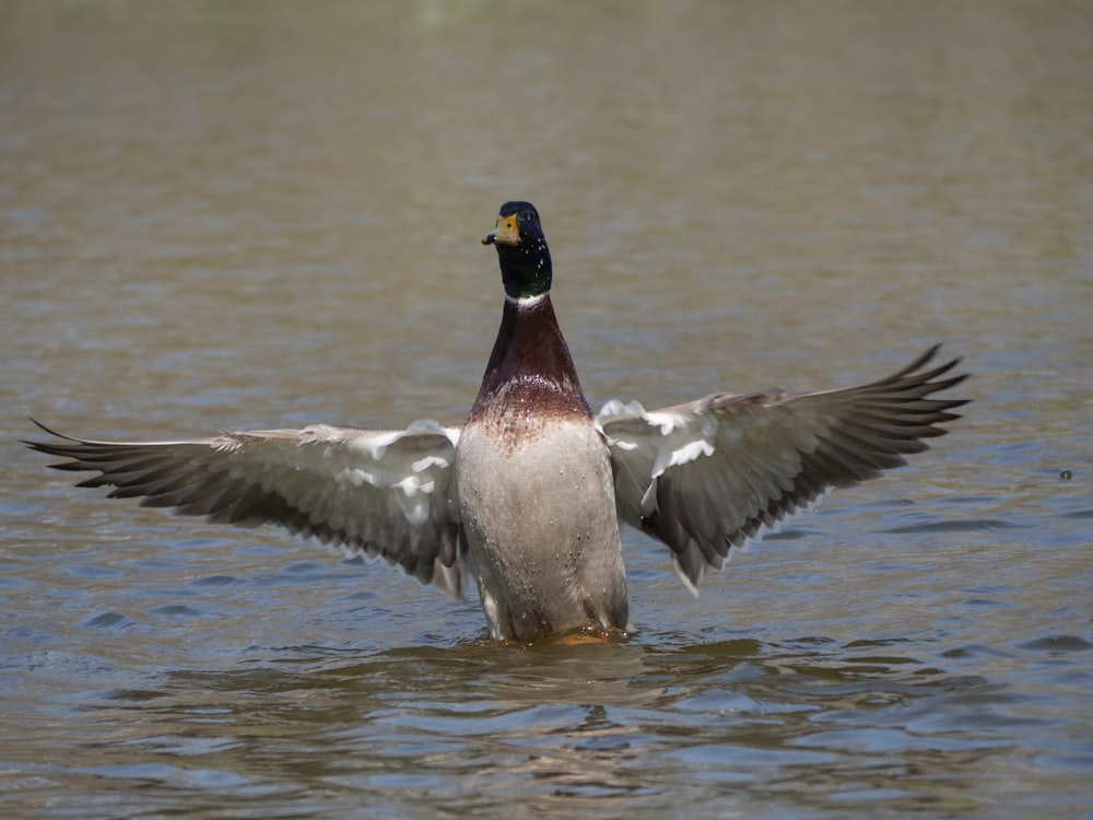 black and white duck on water