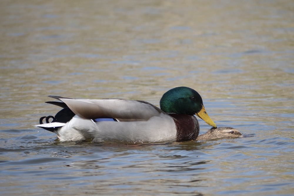 white and green mallard duck on water during daytime