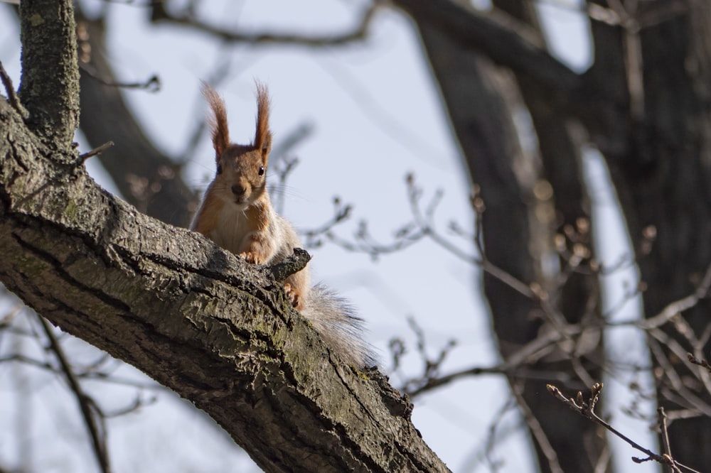 brown squirrel on brown tree branch during daytime