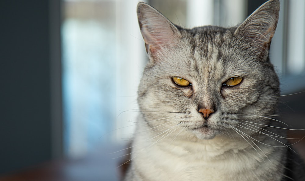white and gray cat in tilt shift lens