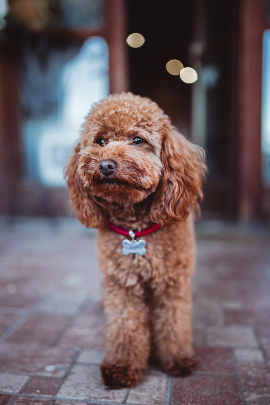 brown poodle on brown wooden floor