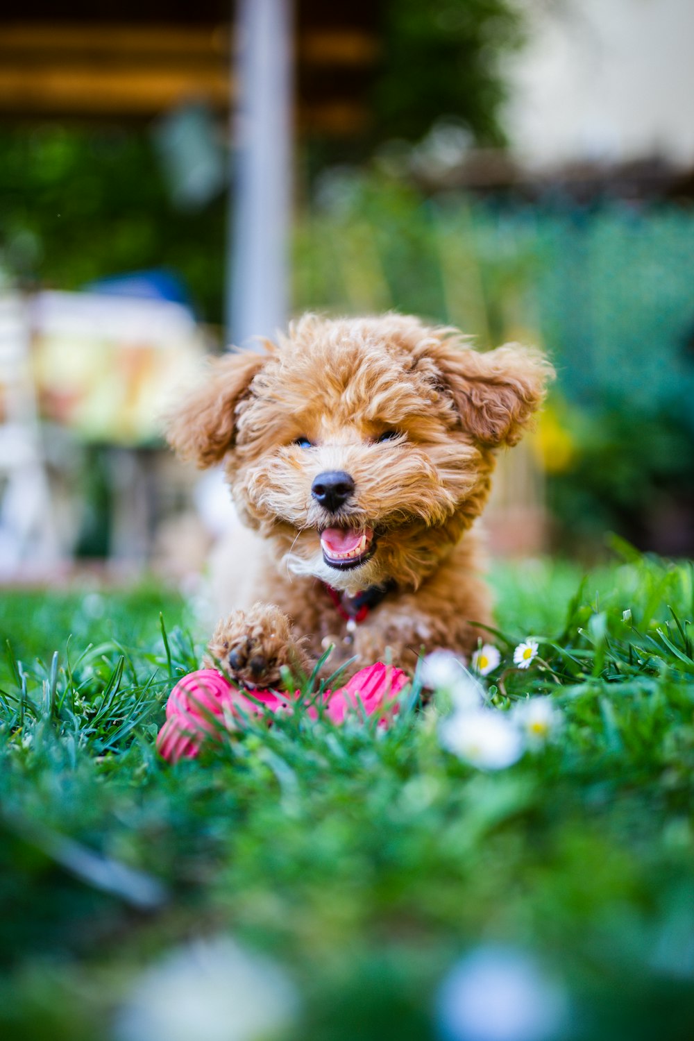 brauner langhaariger kleiner Hund tagsüber auf grünem Gras