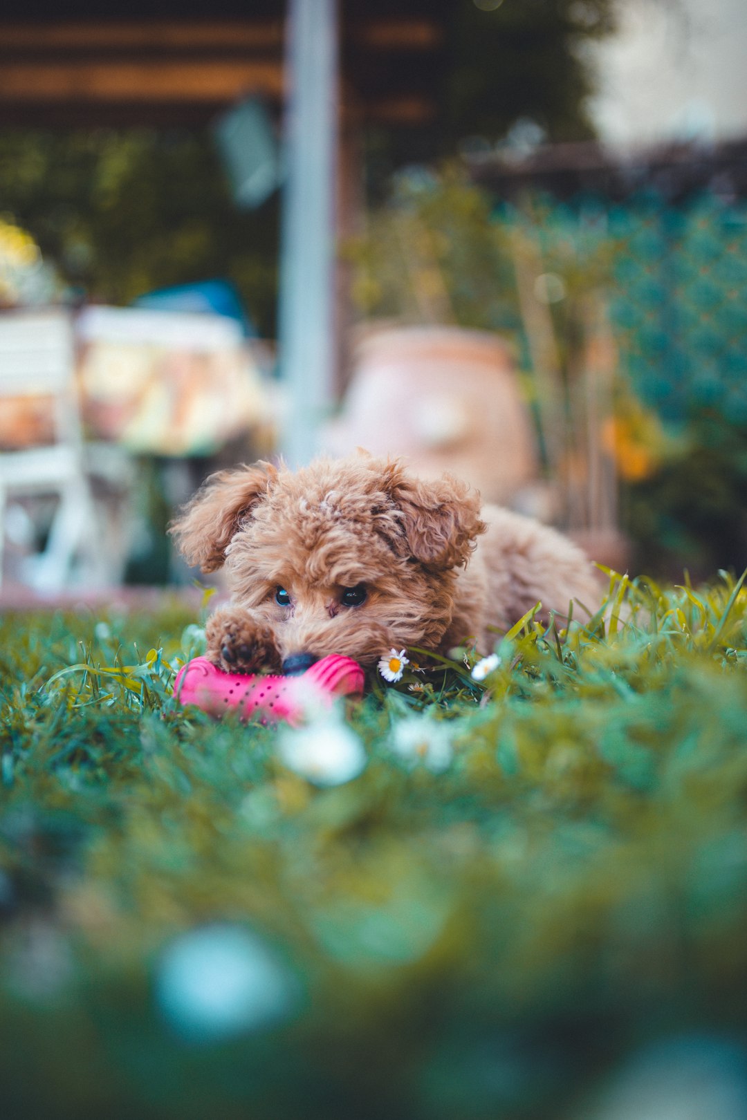 brown short coated small dog on green grass field during daytime