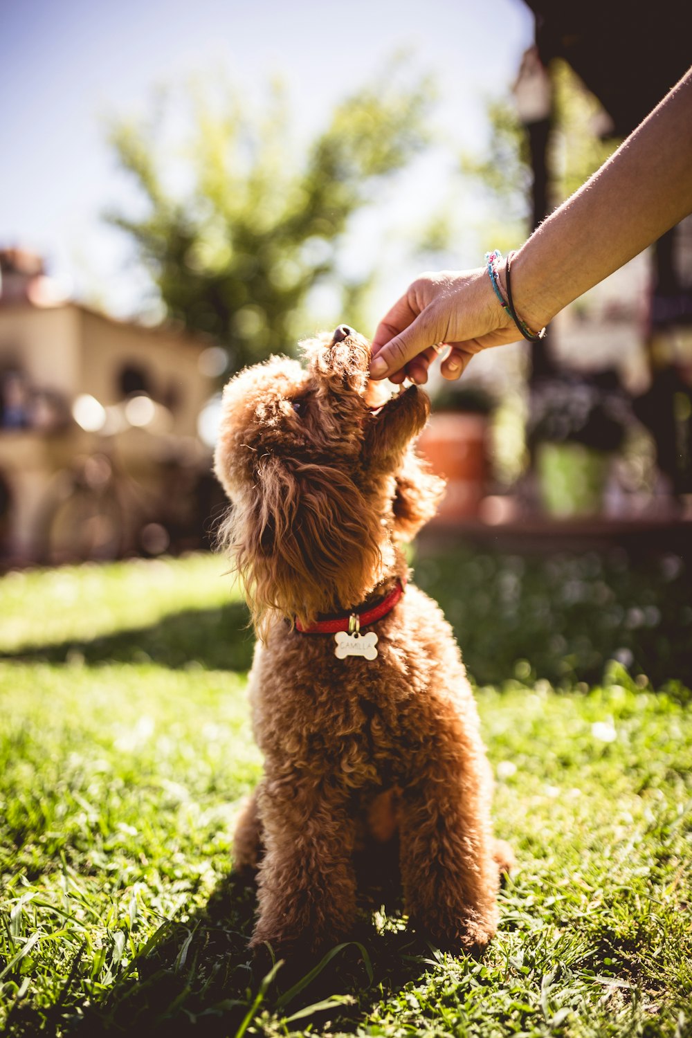 brown poodle puppy on green grass field during daytime