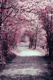 gray concrete road between trees