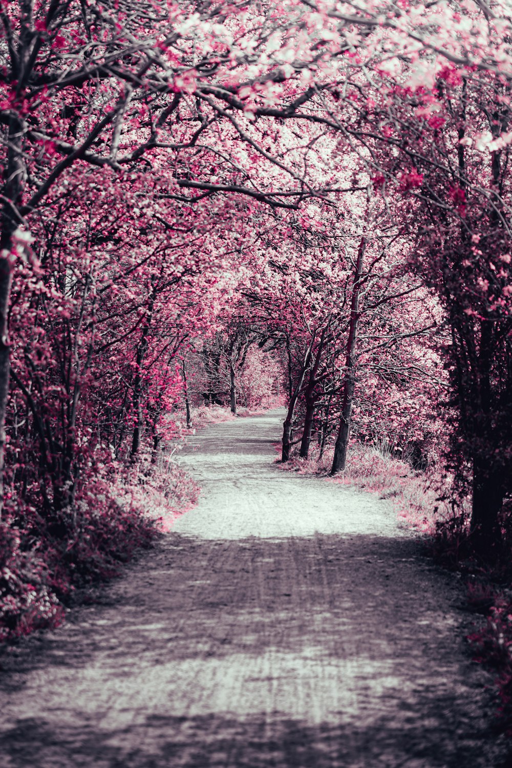 gray concrete road between trees