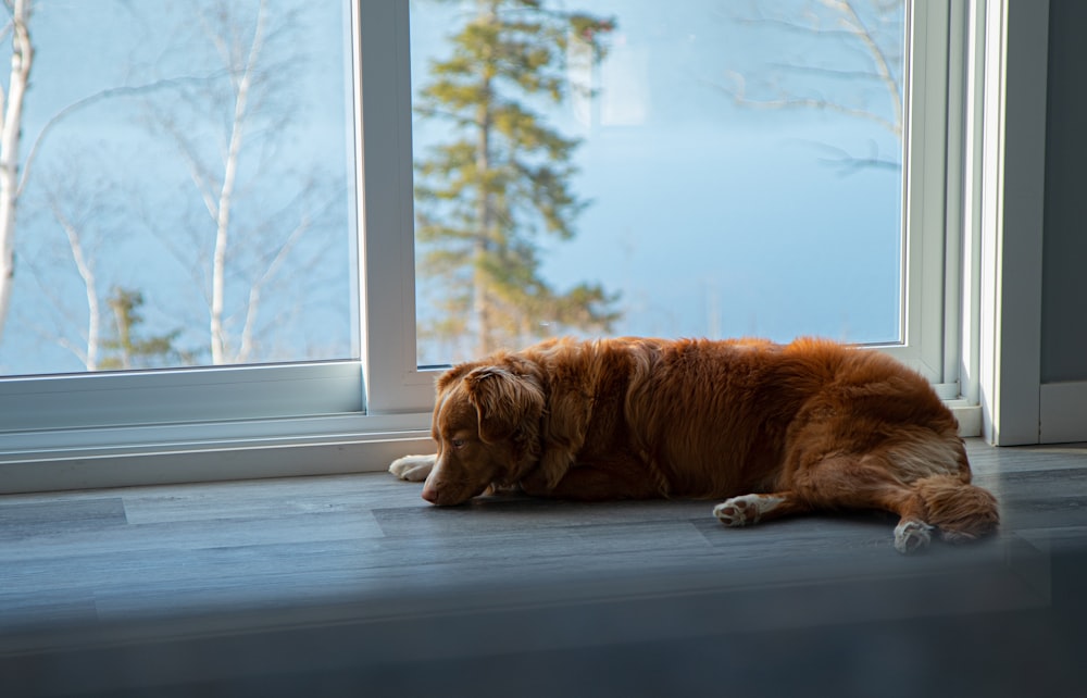 brown dog lying on floor beside window during daytime