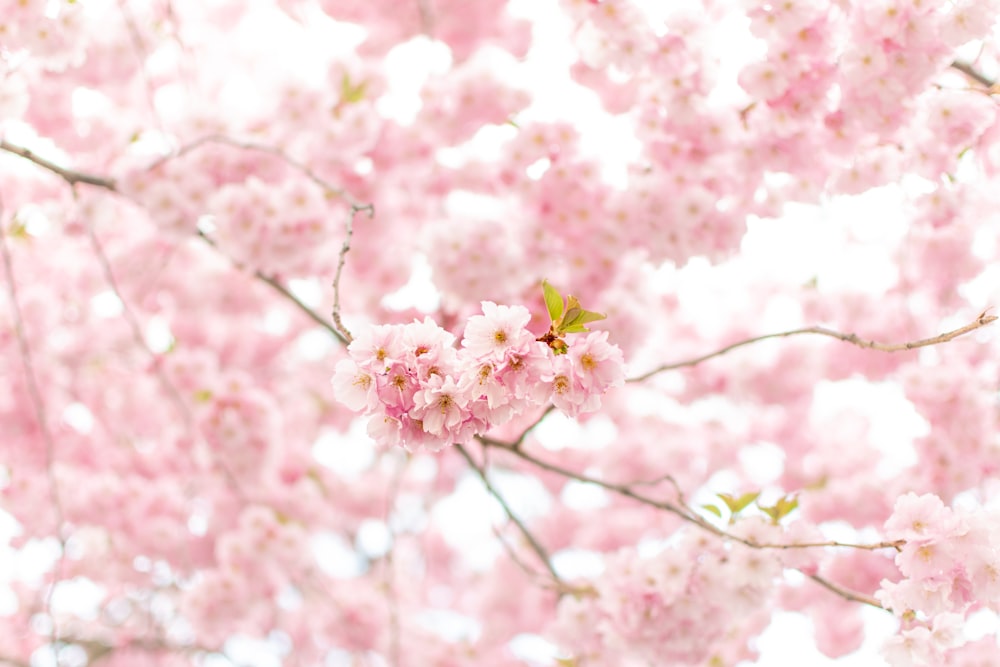 pink cherry blossom in close up photography