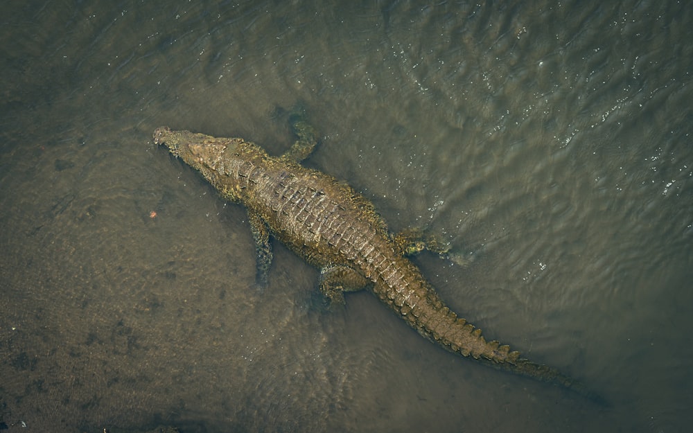 brown crocodile in water during daytime