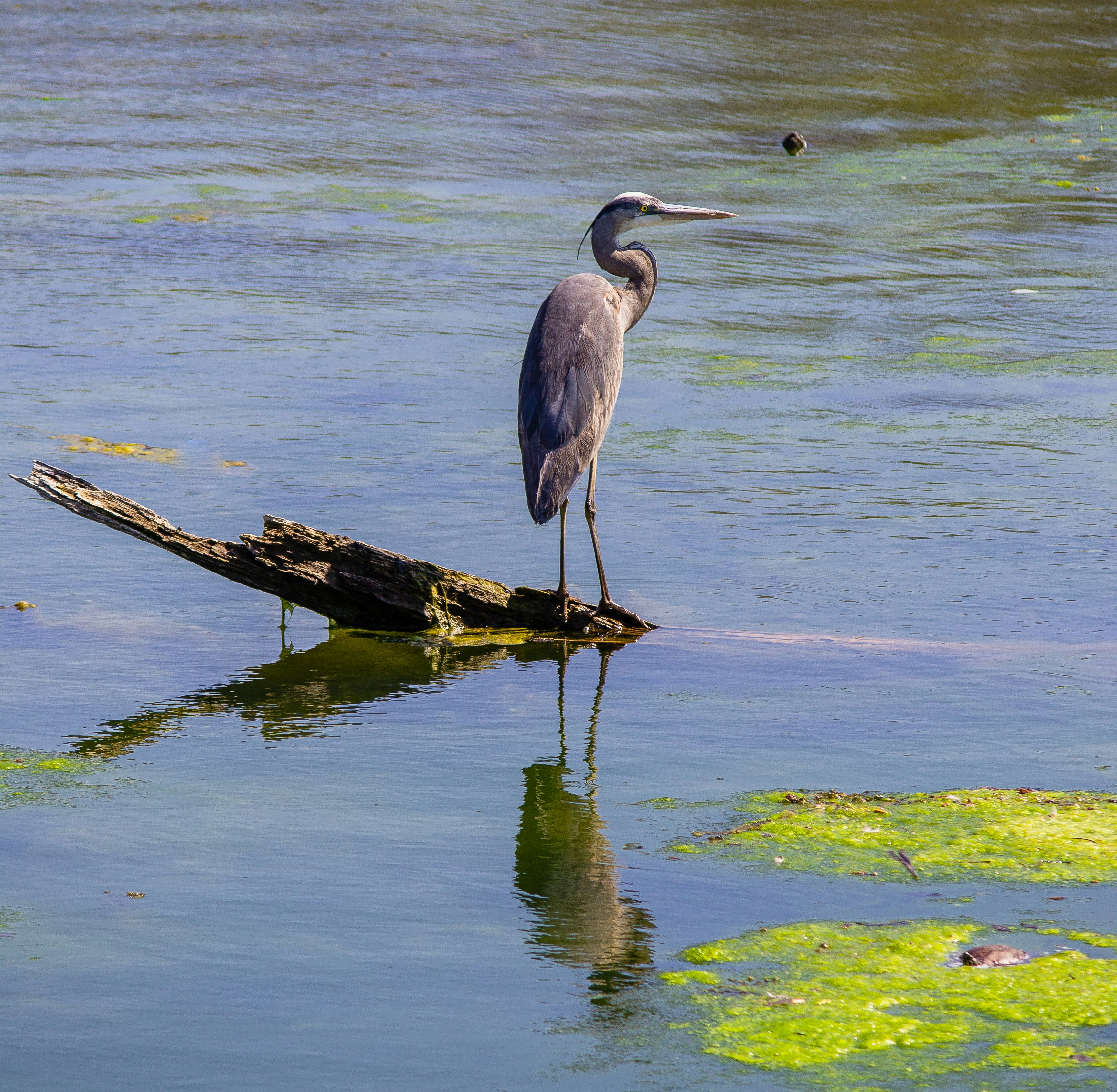 photo-1619798510775-a4983377cd18