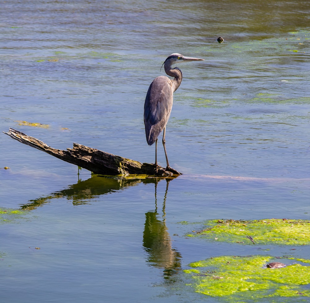 gray bird on brown wooden log near body of water during daytime