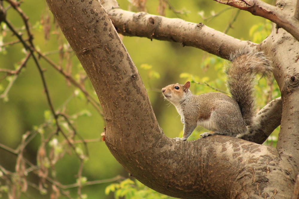 brown squirrel on brown tree branch during daytime