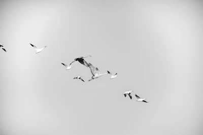 A group of pilots soaring over diverse landscapes, symbolizing unity and freedom.