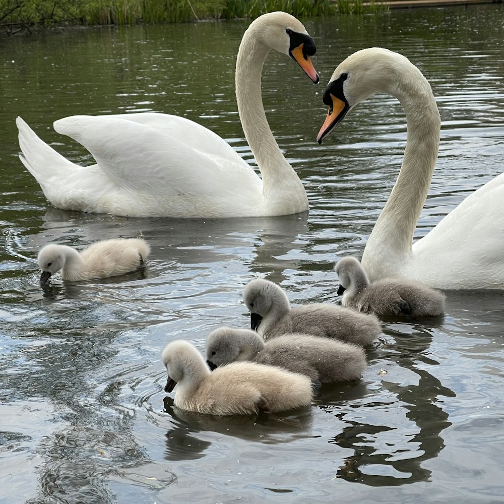 white swan on water during daytime