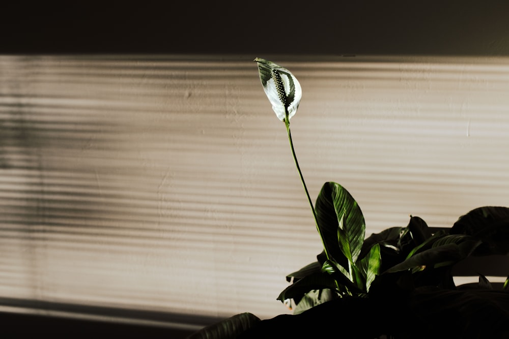 green plant near white window curtain
