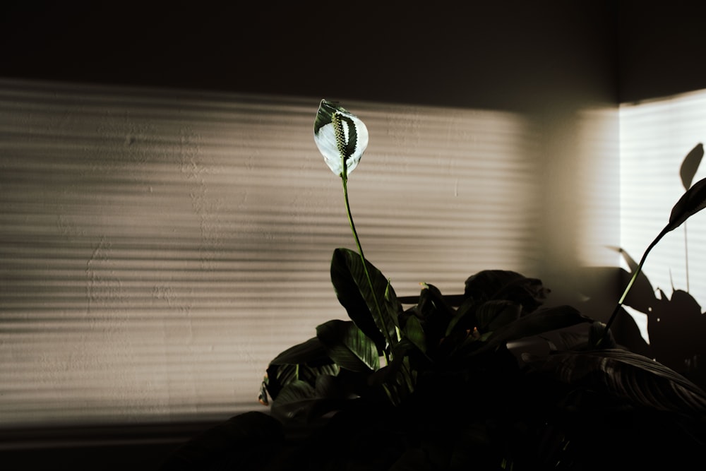 green and white flower in front of white window blinds