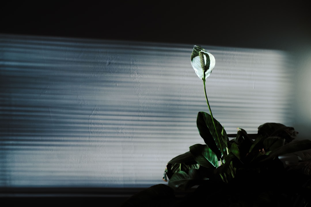 white flower with green leaves