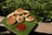 A serving of golden-brown fried patties is neatly arranged on a bright green banana leaf. A dollop of red sauce is placed beside the patties. The setup is outdoors, with abundant green foliage in the background and laid upon a wooden surface.