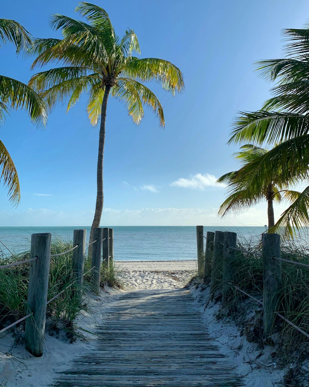 palm tree near sea during daytime