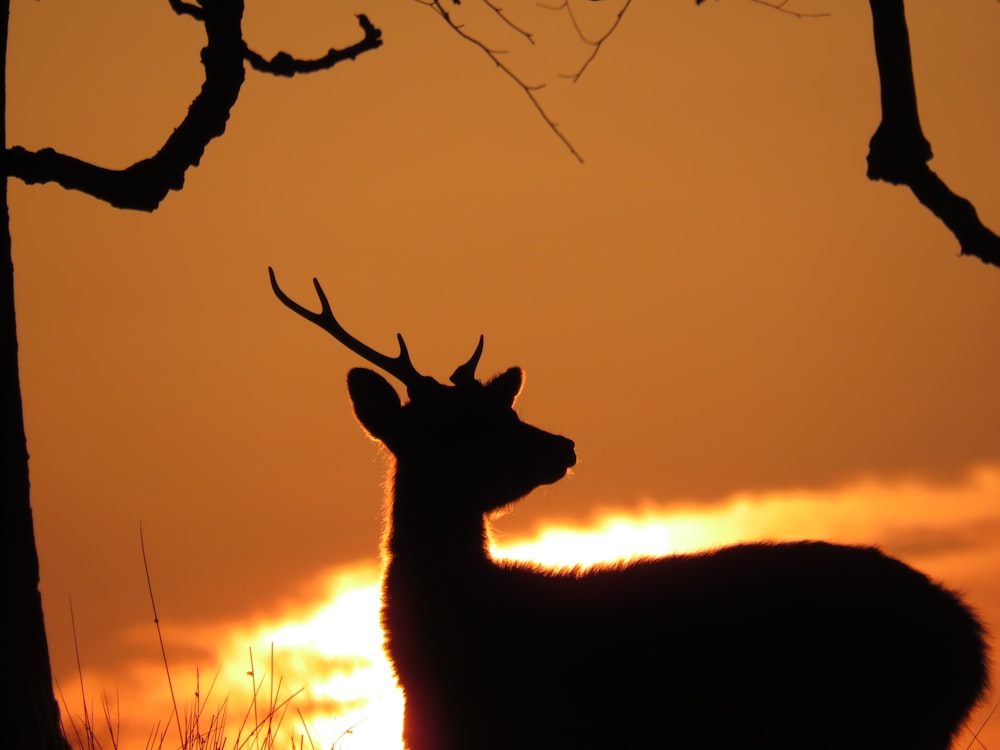 silhouette of deer during sunset
