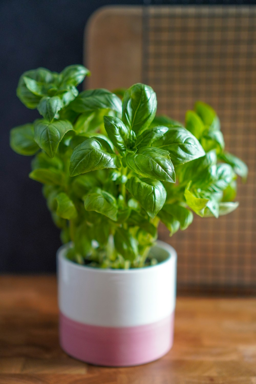 green plant on white ceramic pot