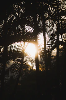 Sunlight filtering through palm trees over a traditional palm sugar processing site.