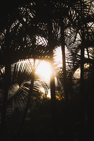 Sunlight filtering through palm trees over a traditional palm sugar processing site.