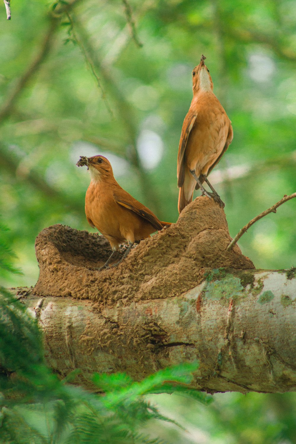 brown bird on brown tree trunk