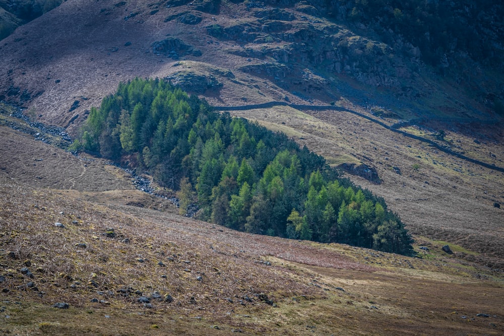 green trees on mountain during daytime