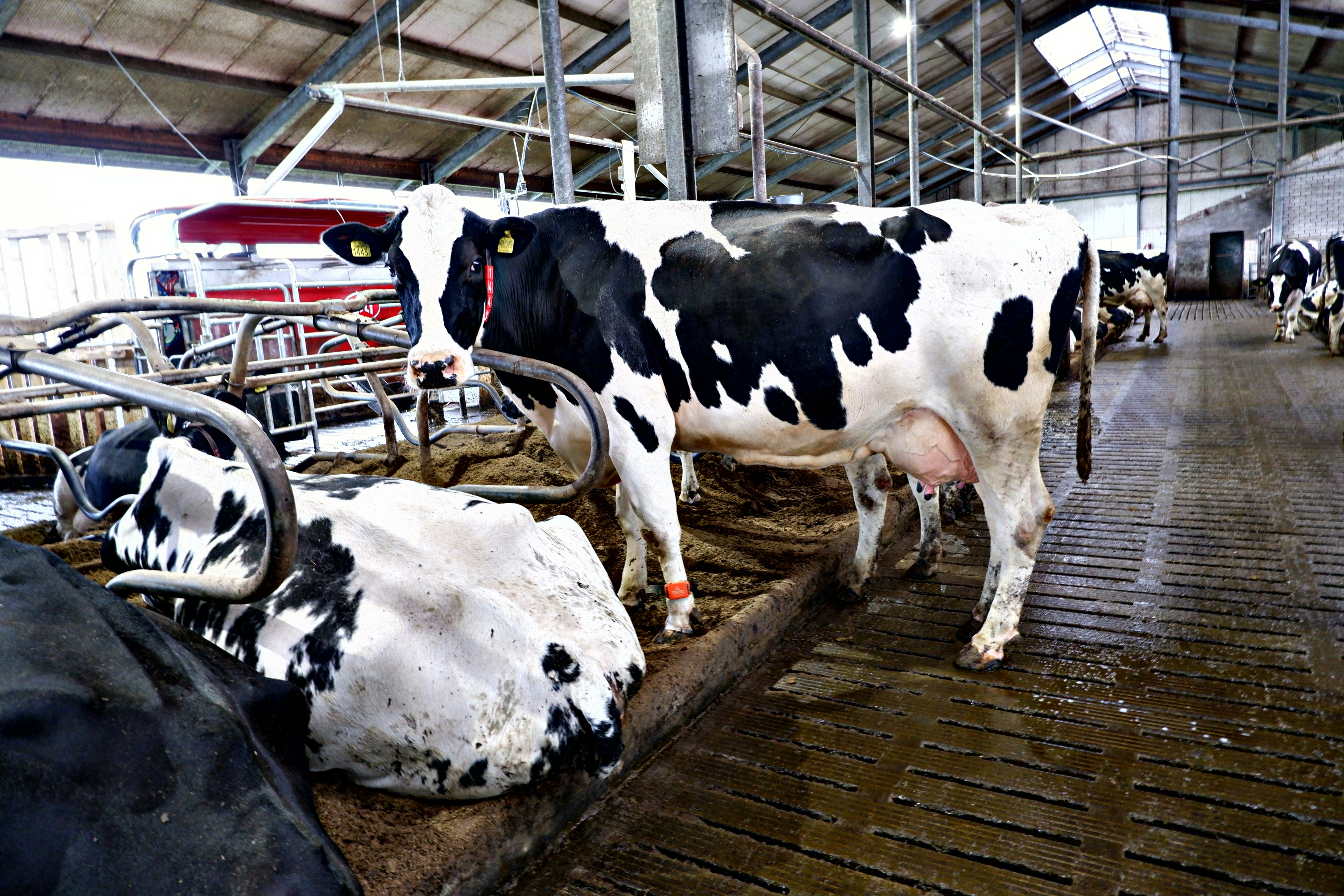 The Present Status of the Dairy Industry in India