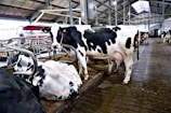Several black and white cows are situated in a barn with a structured ceiling and concrete flooring. Some cows are lying down while others are standing near metallic fence structures. The environment appears to be a typical dairy farm setup with signs of cleanliness and maintenance.