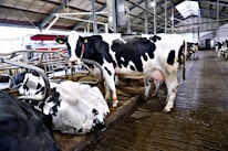 Several black and white cows are situated in a barn with a structured ceiling and concrete flooring. Some cows are lying down while others are standing near metallic fence structures. The environment appears to be a typical dairy farm setup with signs of cleanliness and maintenance.