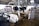 Several black and white cows are situated in a barn with a structured ceiling and concrete flooring. Some cows are lying down while others are standing near metallic fence structures. The environment appears to be a typical dairy farm setup with signs of cleanliness and maintenance.